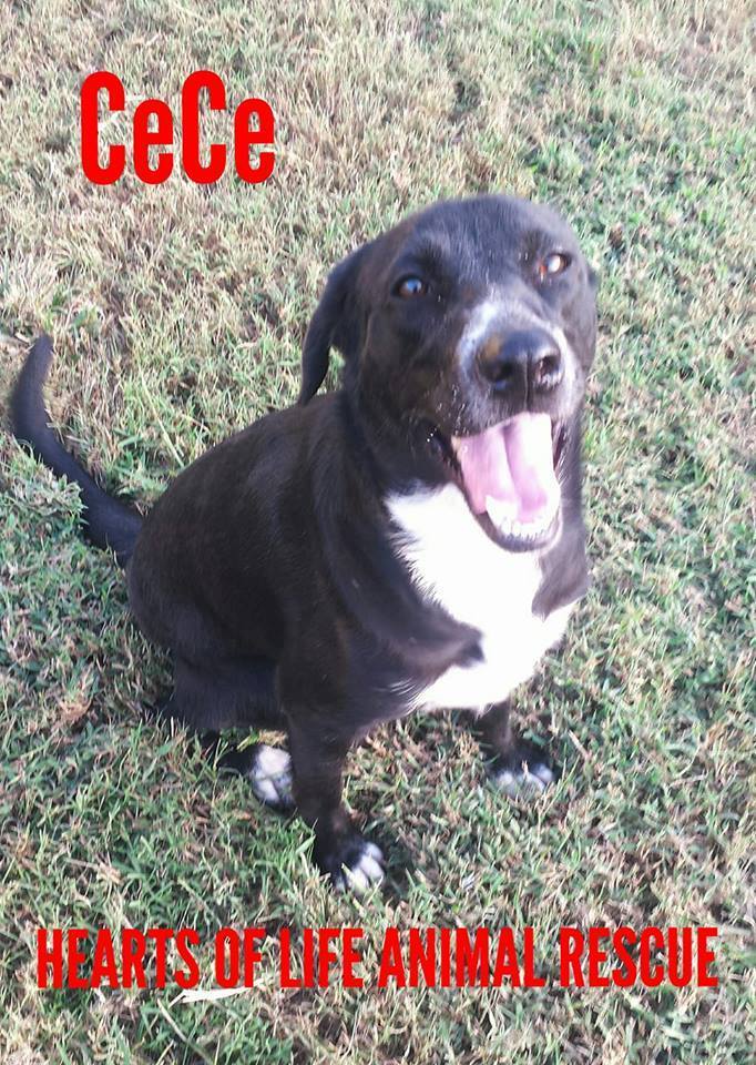 Dog For Adoption Cece A Shepherd Great Pyrenees Mix In Sulphur Springs Tx Petfinder