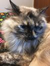 petfinder ragdoll