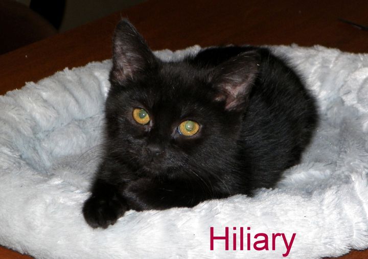 Hiliary Clinton 1
