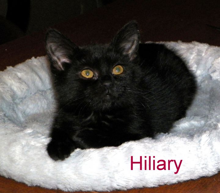 Hiliary Clinton 3
