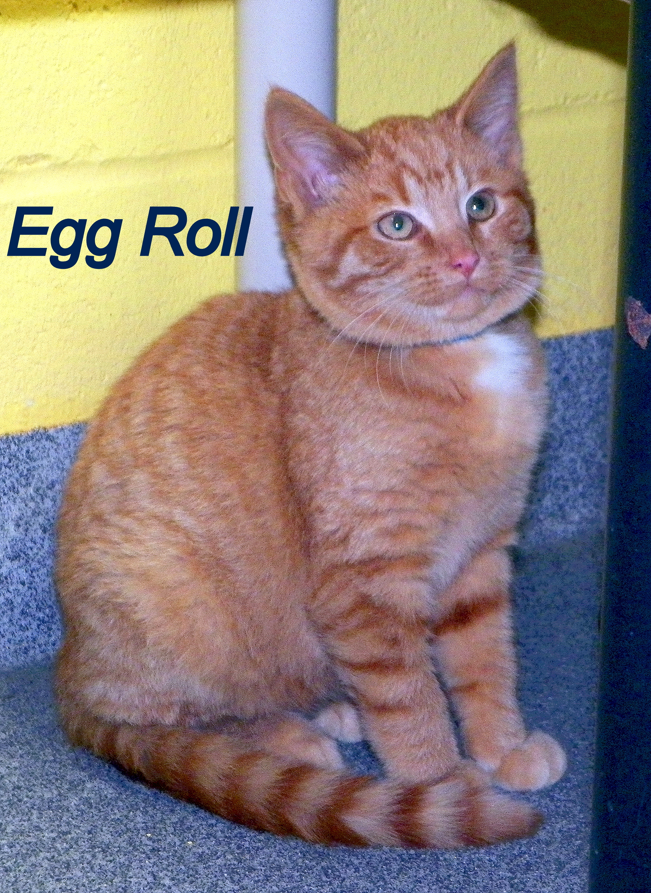 Egg Roll detail page