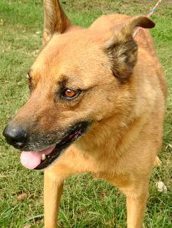 Artie, an adoptable Shepherd, Boxer in Frankston, TX, 75763 | Photo Image 2