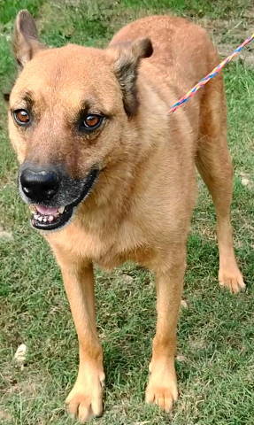 Artie, an adoptable Shepherd, Boxer in Frankston, TX, 75763 | Photo Image 5