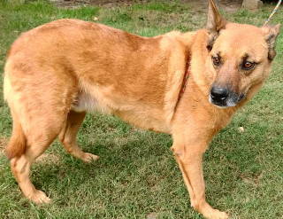 Artie, an adoptable Shepherd, Boxer in Frankston, TX, 75763 | Photo Image 6