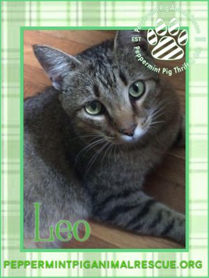 LEO