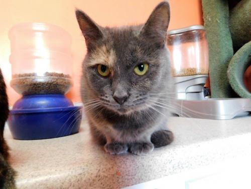 Willow, an adopted Domestic Short Hair in Erwin, TN_image-1