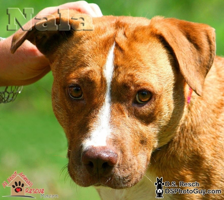 Nala, an adoptable Labrador Retriever, Pit Bull Terrier in Macon, GA, 31208 | Photo Image 2