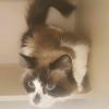 petfinder ragdoll