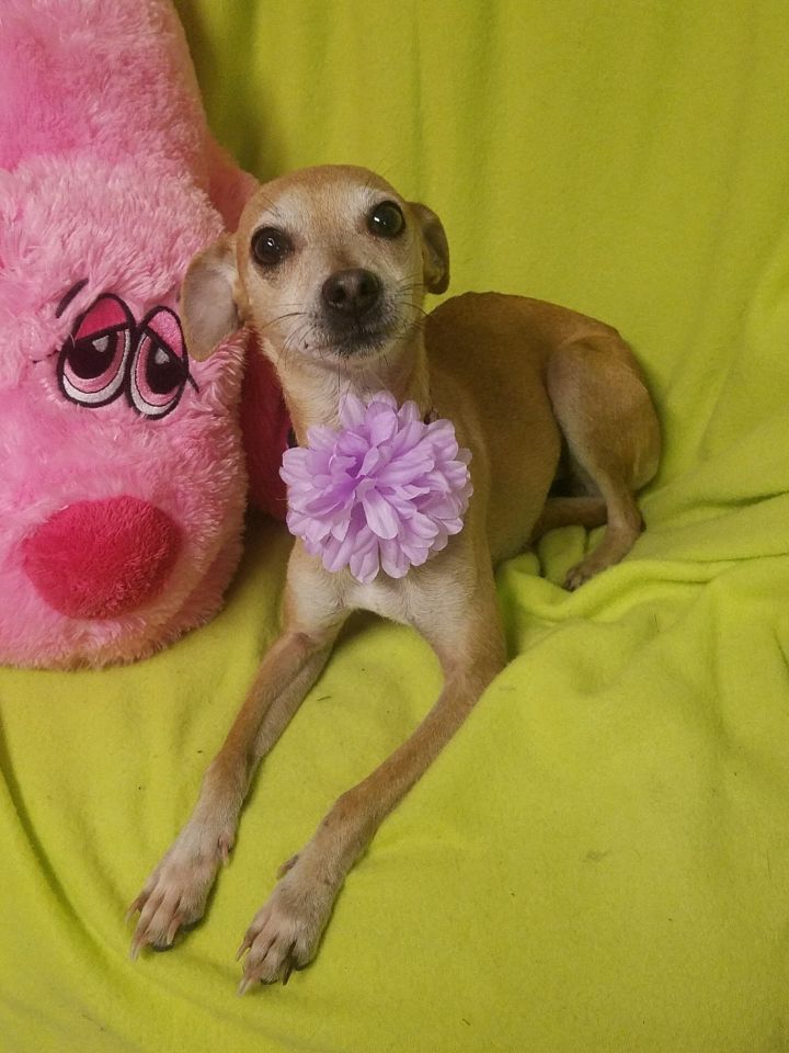 Girlie Girl-Available for a Meet and Greet! 2
