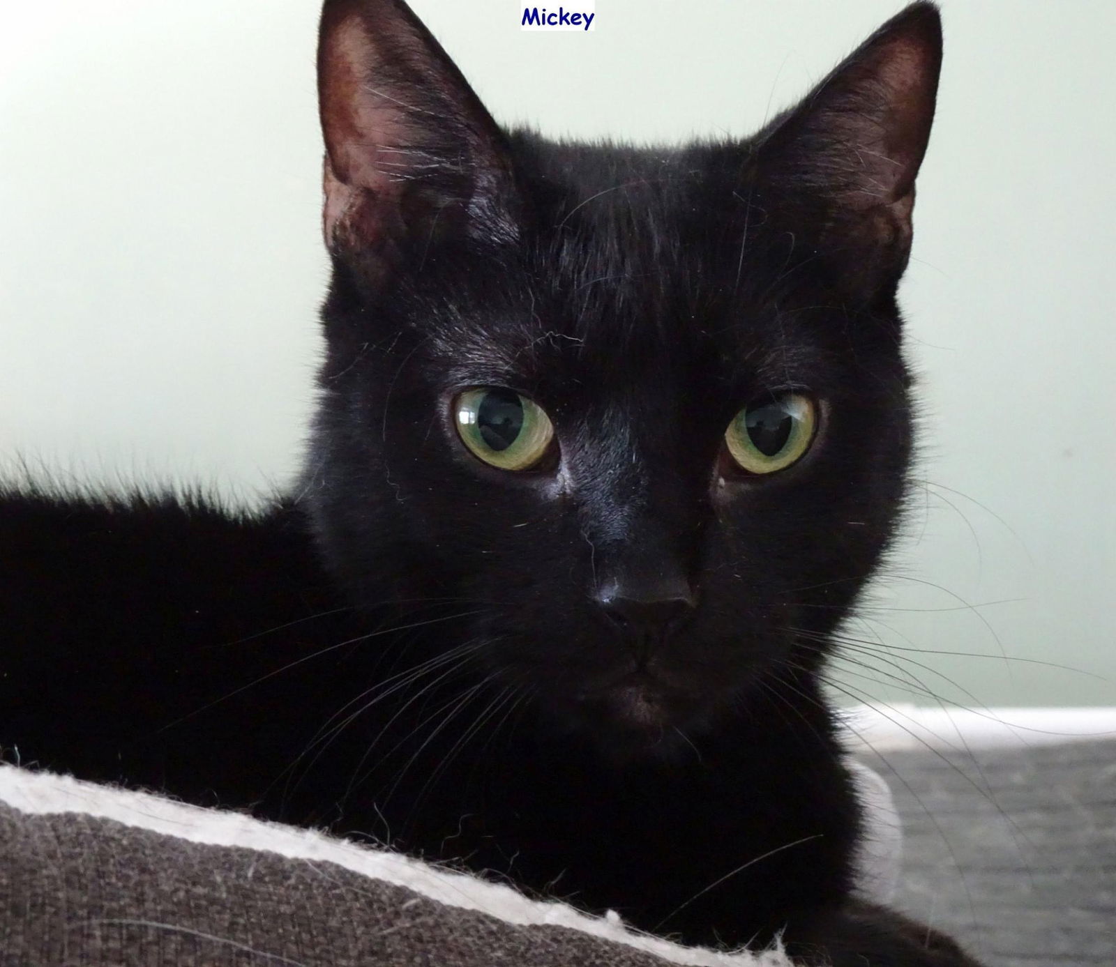 Mickey, an adoptable Domestic Short Hair in Penndel, PA, 19047 | Photo Image 1