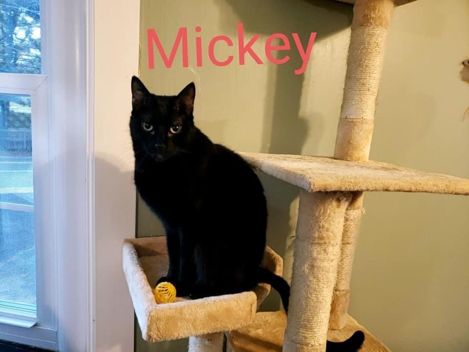 Mickey, an adoptable Domestic Short Hair in Penndel, PA, 19047 | Photo Image 3