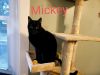 Mickey photo 3