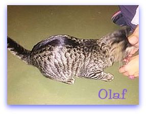 Olaf *kitten* 2