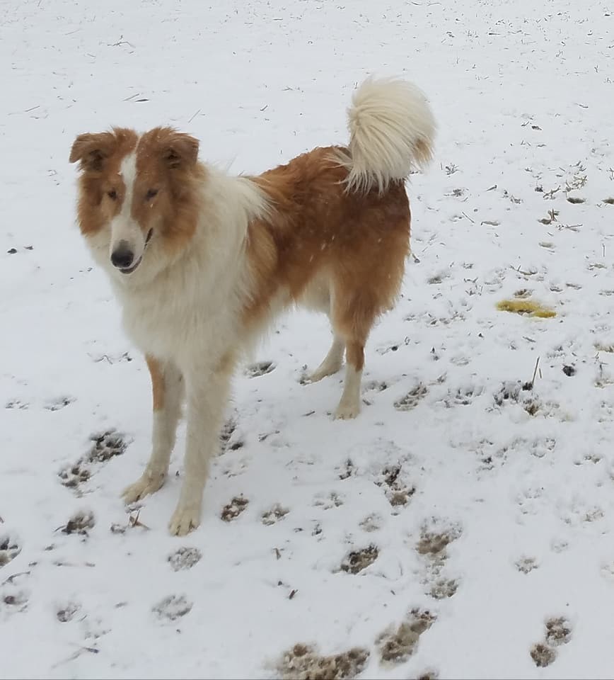 Joey, an adoptable Rough Collie in New Albany, IN, 47150 | Photo Image 2