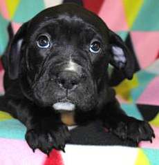 Bon Bon , an adoptable Boxer, Mastiff in Portsmouth, OH, 45662 | Photo Image 2