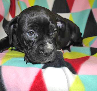 Bon Bon , an adoptable Boxer, Mastiff in Portsmouth, OH, 45662 | Photo Image 3