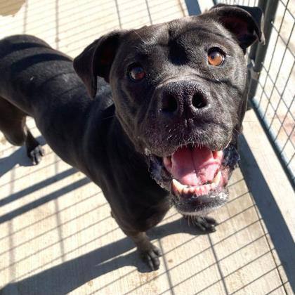 Bon Bon , an adoptable Boxer, Mastiff in Portsmouth, OH, 45662 | Photo Image 4