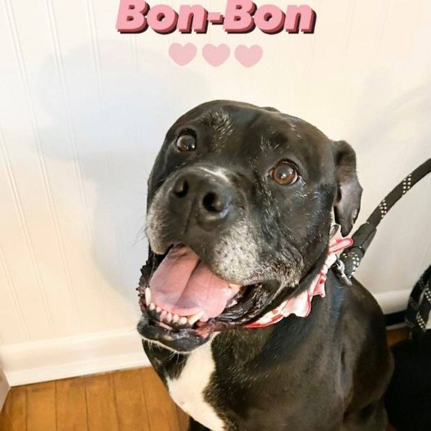 Bon Bon , an adoptable Boxer, Mastiff in Portsmouth, OH, 45662 | Photo Image 5
