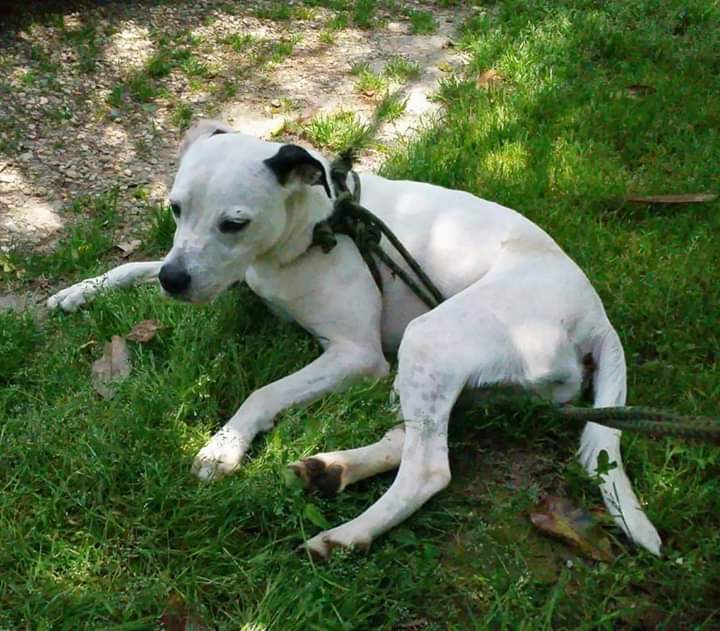 Jenny, an adoptable Pit Bull Terrier, Beagle in Jasper, GA, 30143 | Photo Image 2