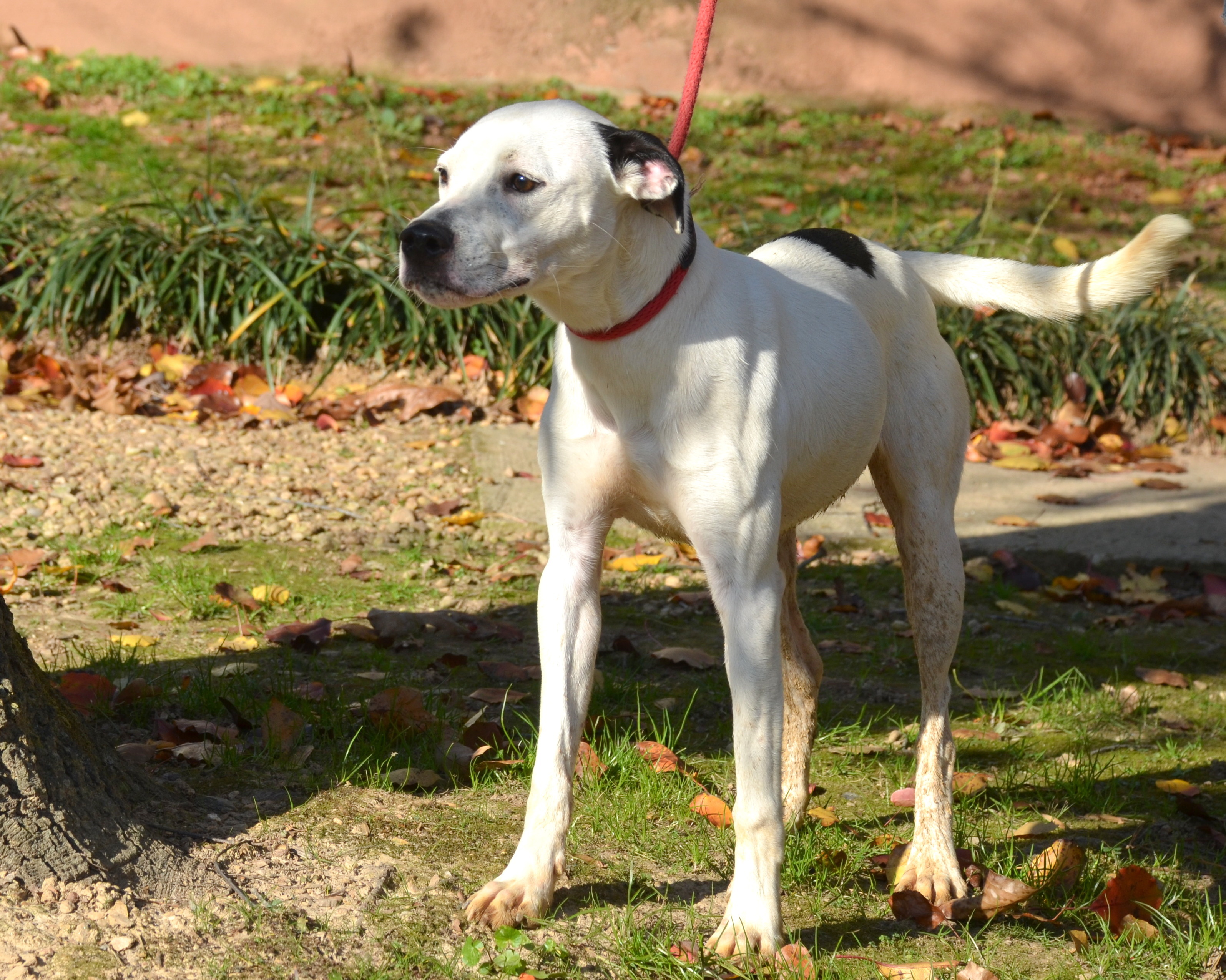 Jenny, an adoptable Pit Bull Terrier, Beagle in Jasper, GA, 30143 | Photo Image 3