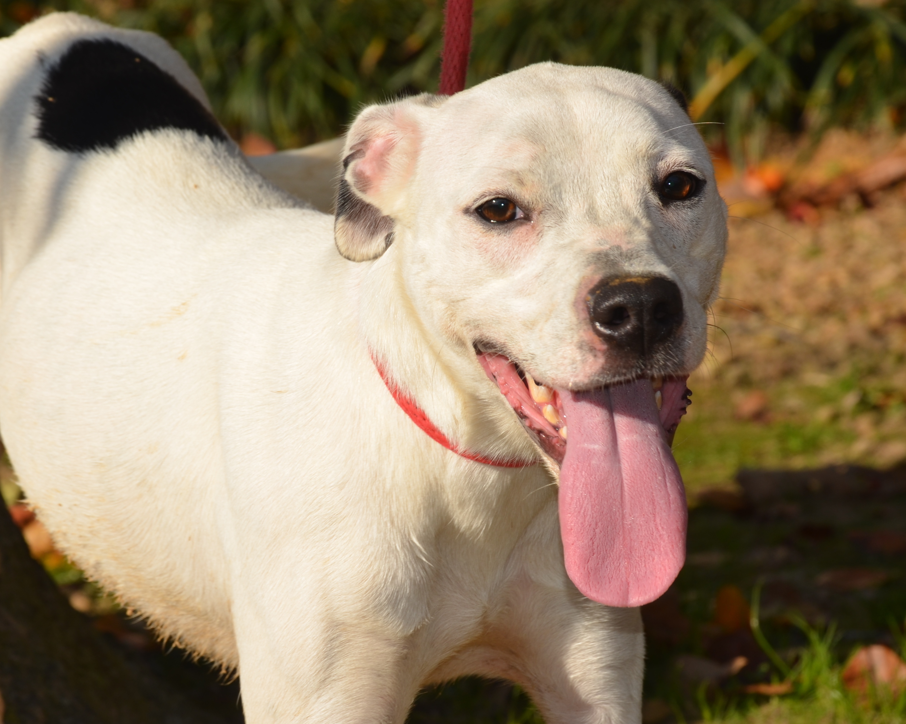 Jenny, an adoptable American Bulldog, Greyhound in Jasper, GA, 30143 | Photo Image 4