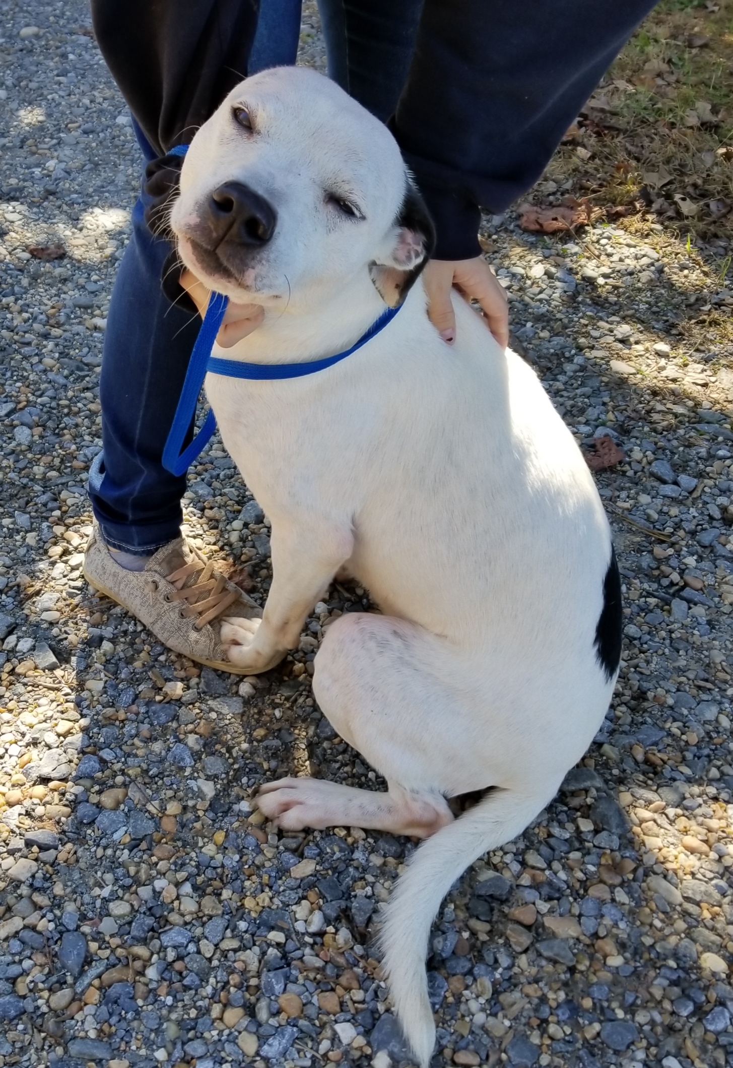 Jenny, an adoptable American Bulldog, Greyhound in Jasper, GA, 30143 | Photo Image 5