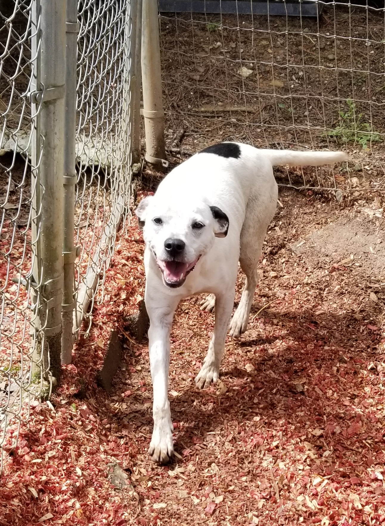 Jenny, an adoptable American Bulldog, Greyhound in Jasper, GA, 30143 | Photo Image 1