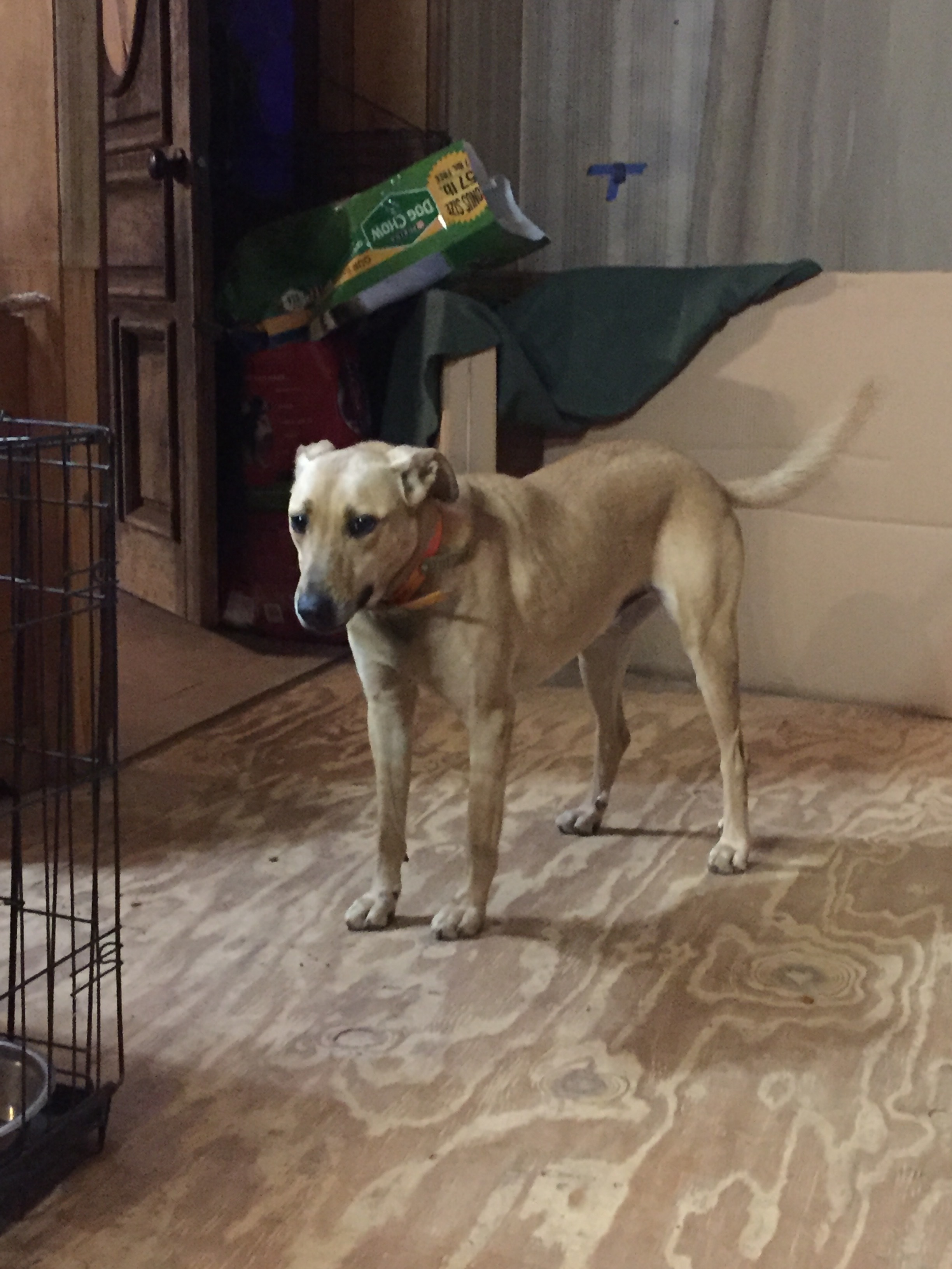 Tucker, an adoptable Hound in Ruston, LA, 71273 | Photo Image 3