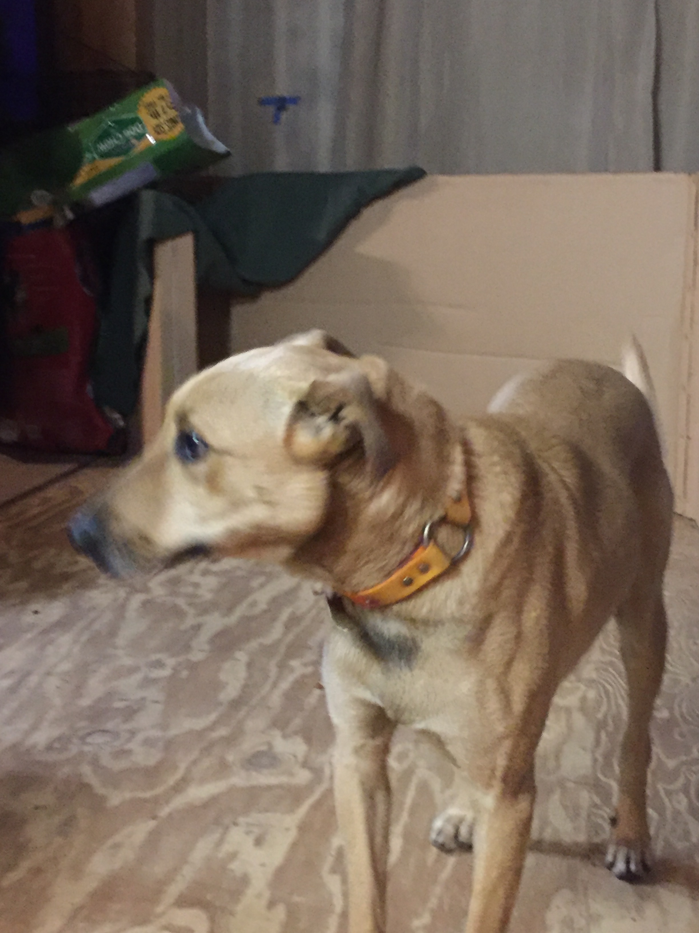 Tucker, an adoptable Hound in Ruston, LA, 71273 | Photo Image 4
