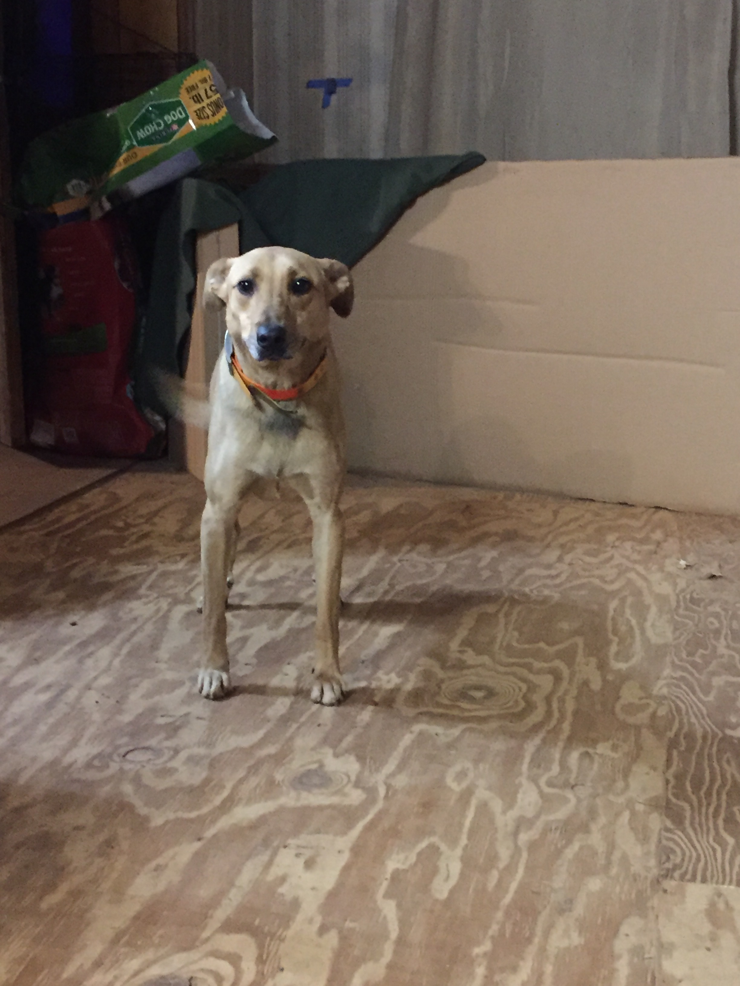 Tucker, an adoptable Hound in Ruston, LA, 71273 | Photo Image 1