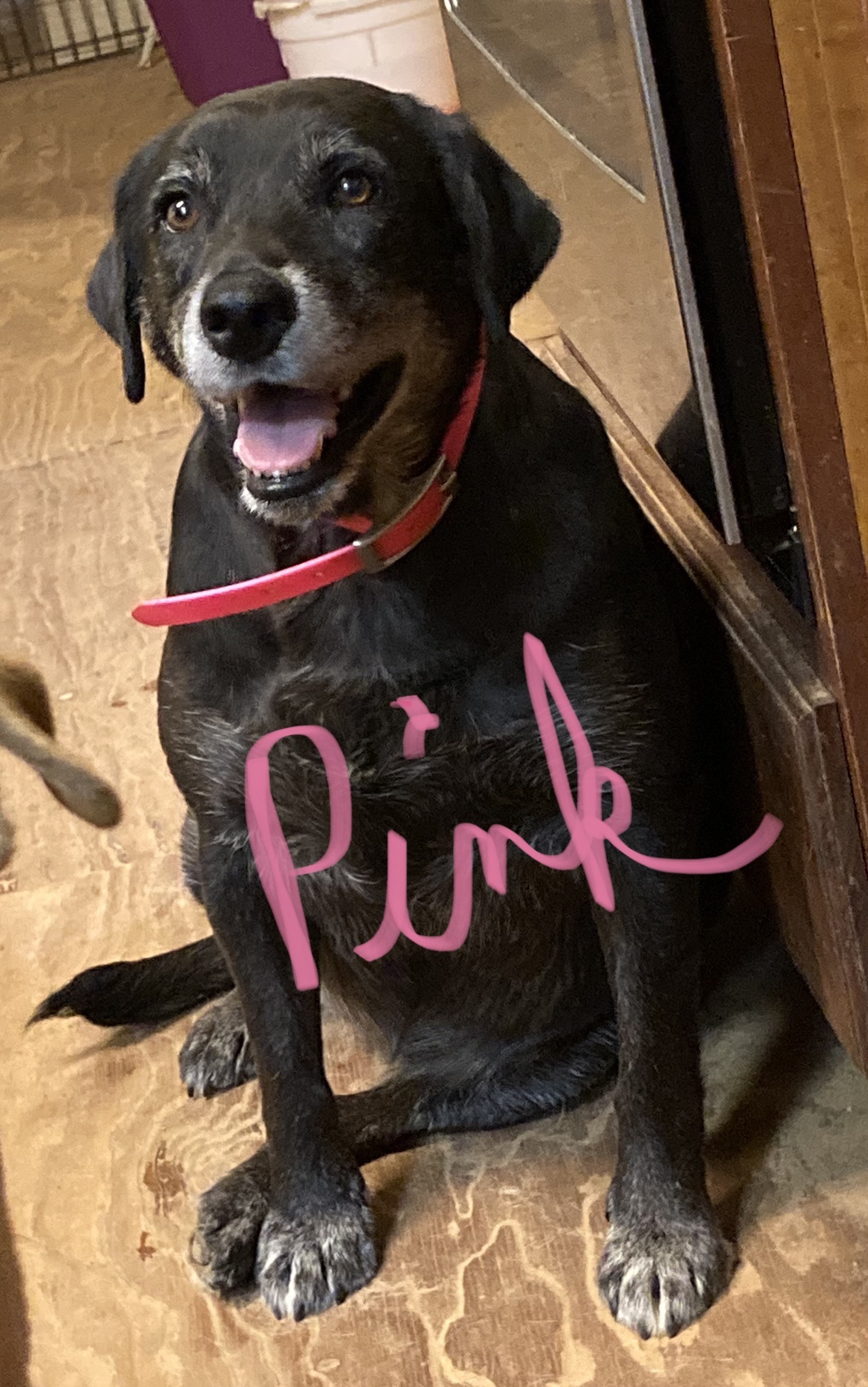 Pink, an adoptable Labrador Retriever, Hound in Ruston, LA, 71273 | Photo Image 1