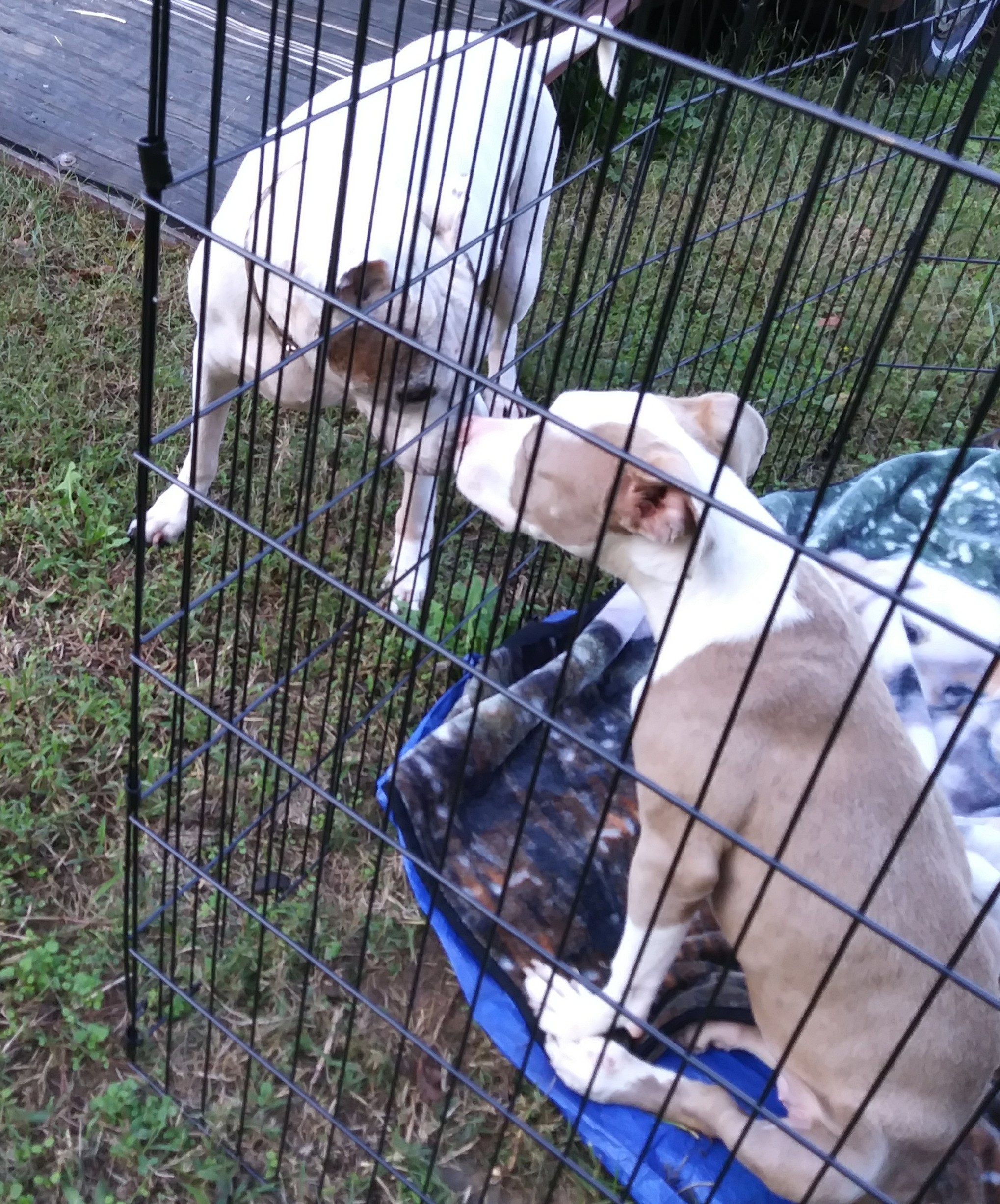 Kalie (Paralyzed), an adoptable Pit Bull Terrier in Beaverdam, VA, 23015 | Photo Image 2