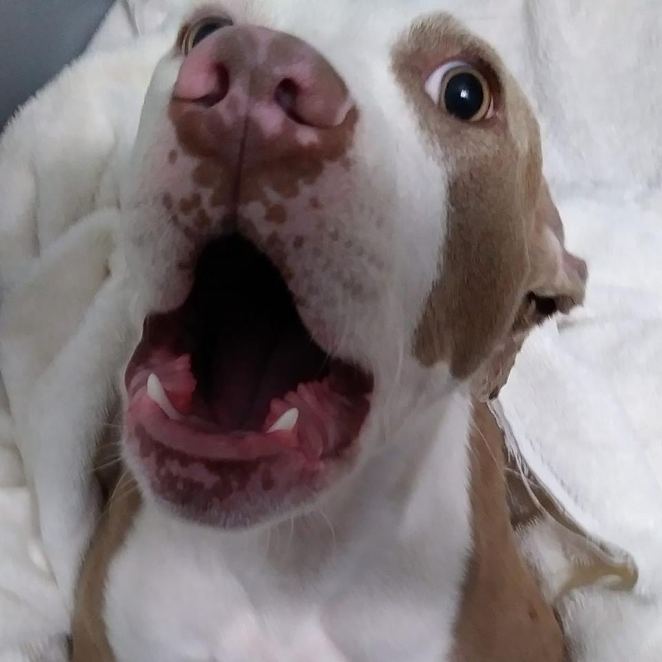 Kalie (Paralyzed), an adoptable Pit Bull Terrier in Beaverdam, VA, 23015 | Photo Image 3
