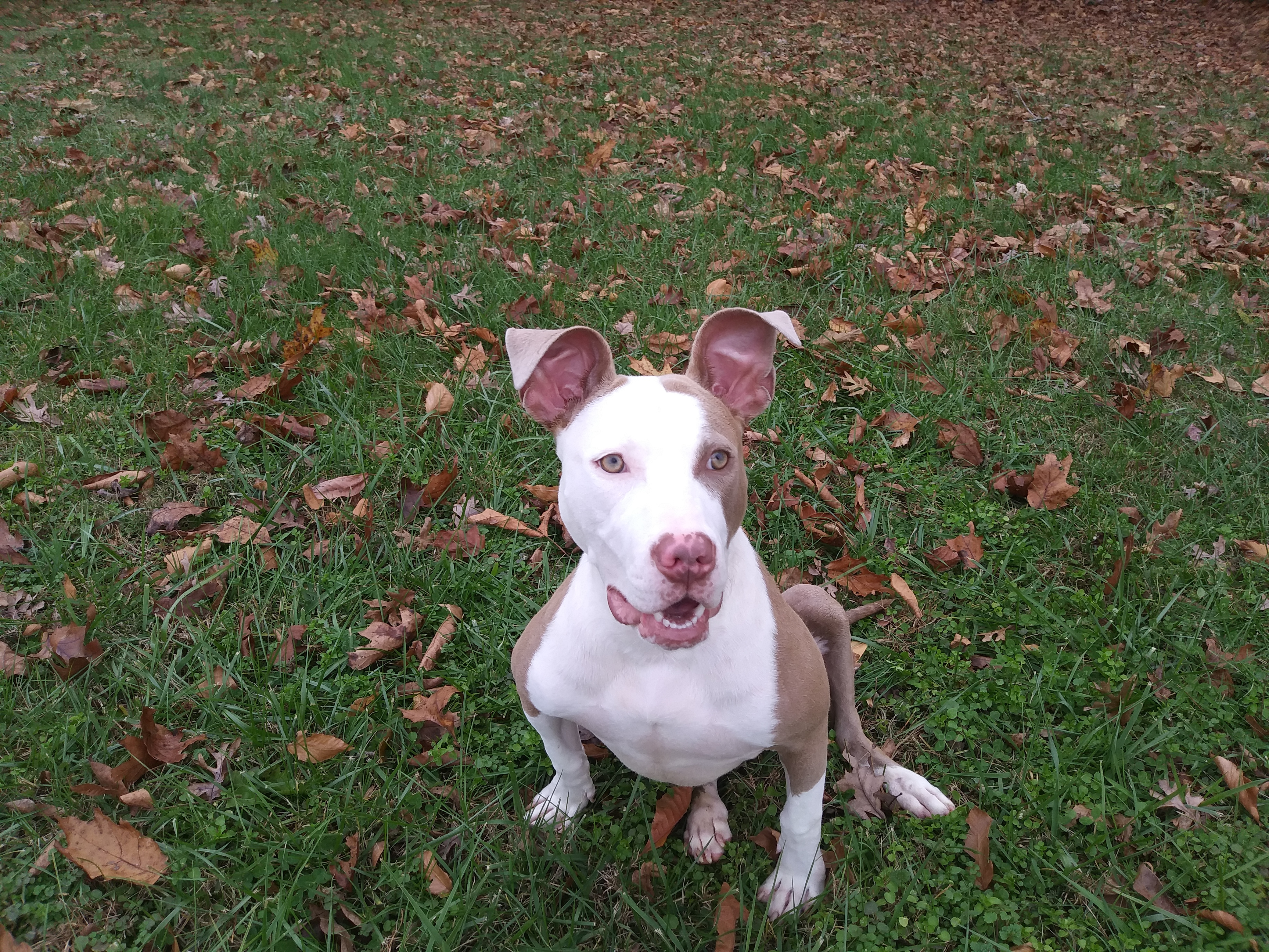 Kalie (Paralyzed), an adoptable Pit Bull Terrier in Beaverdam, VA, 23015 | Photo Image 1