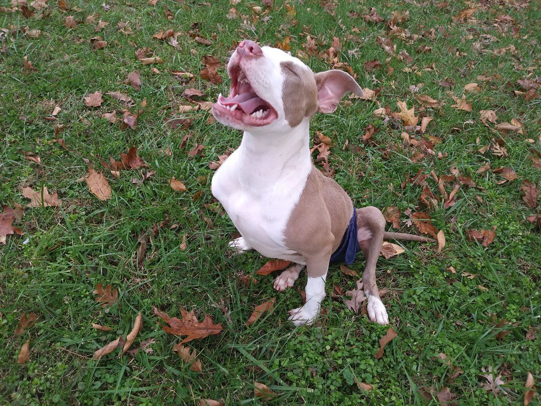 Kalie (Paralyzed), an adoptable Pit Bull Terrier in Beaverdam, VA, 23015 | Photo Image 1