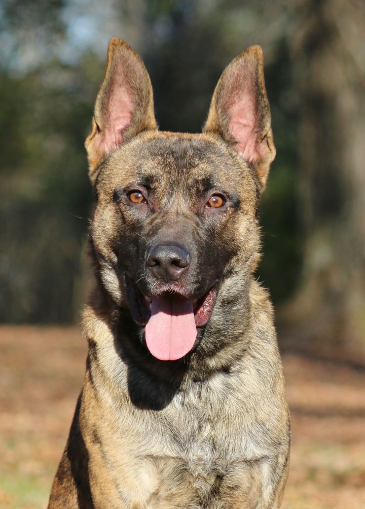 dutch shepherd german shepherd mix