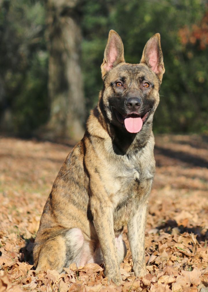 Dutch and german shepherd hot sale mix