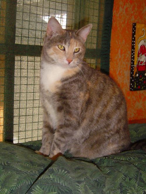 Ginger, an adoptable Domestic Short Hair in Littlerock, CA, 93543 | Photo Image 1