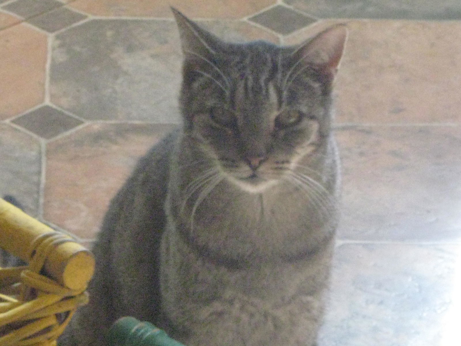 Tigger, an adoptable Domestic Short Hair in Littlerock, CA, 93543 | Photo Image 1