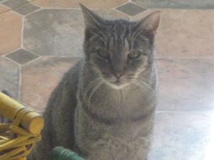 Tigger, Senior Male unknown