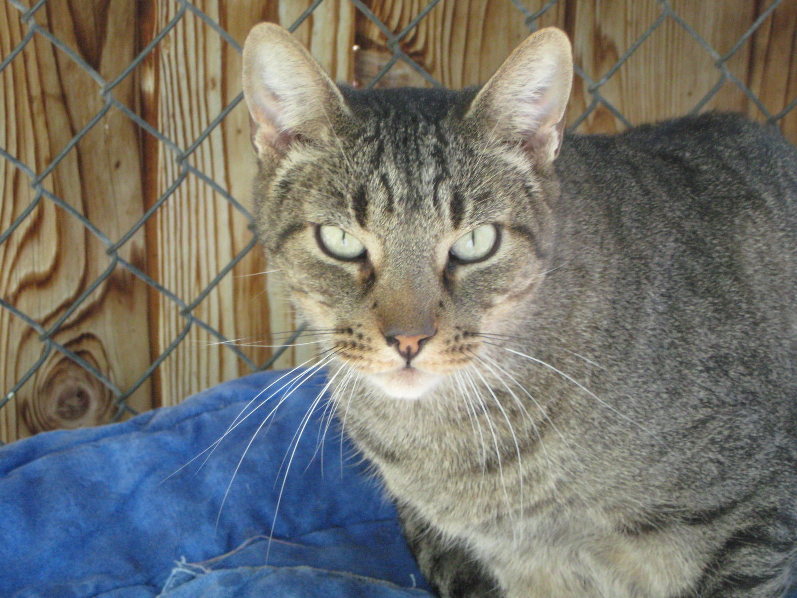 Tigger, an adoptable Domestic Short Hair in Littlerock, CA, 93543 | Photo Image 2