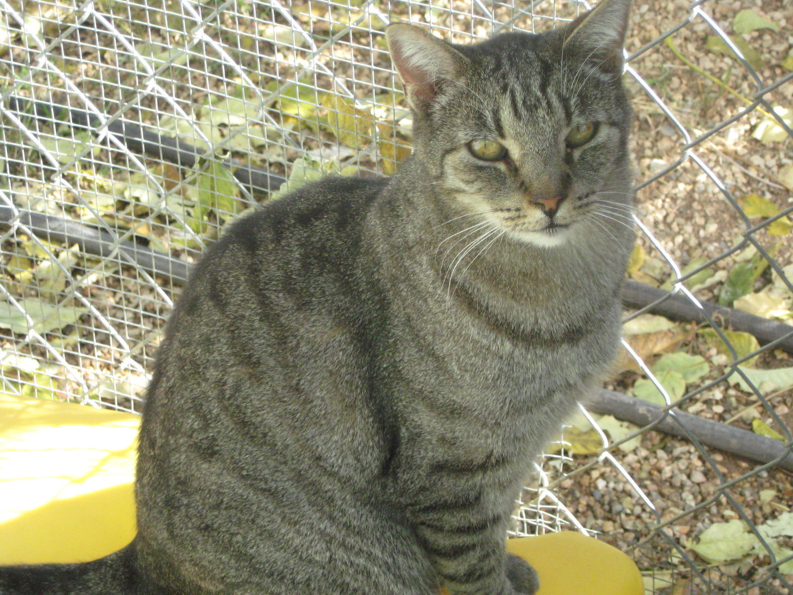 Tigger, an adoptable Domestic Short Hair in Littlerock, CA, 93543 | Photo Image 3