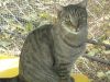 Tigger photo 3