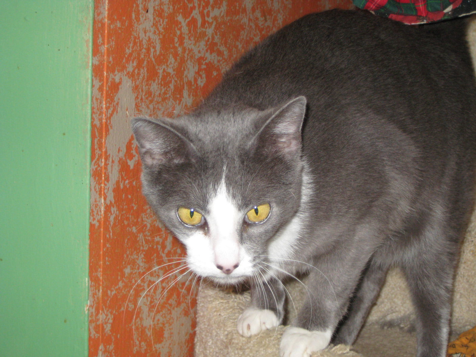 Smokey, an adoptable Domestic Short Hair in Littlerock, CA, 93543 | Photo Image 1