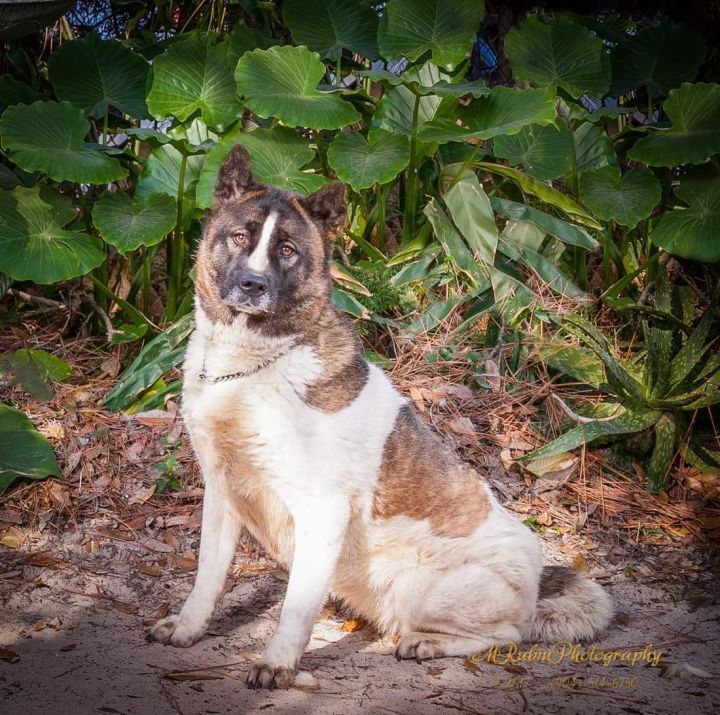 Myan, an adoptable Akita in Jacksonville, FL_image-1