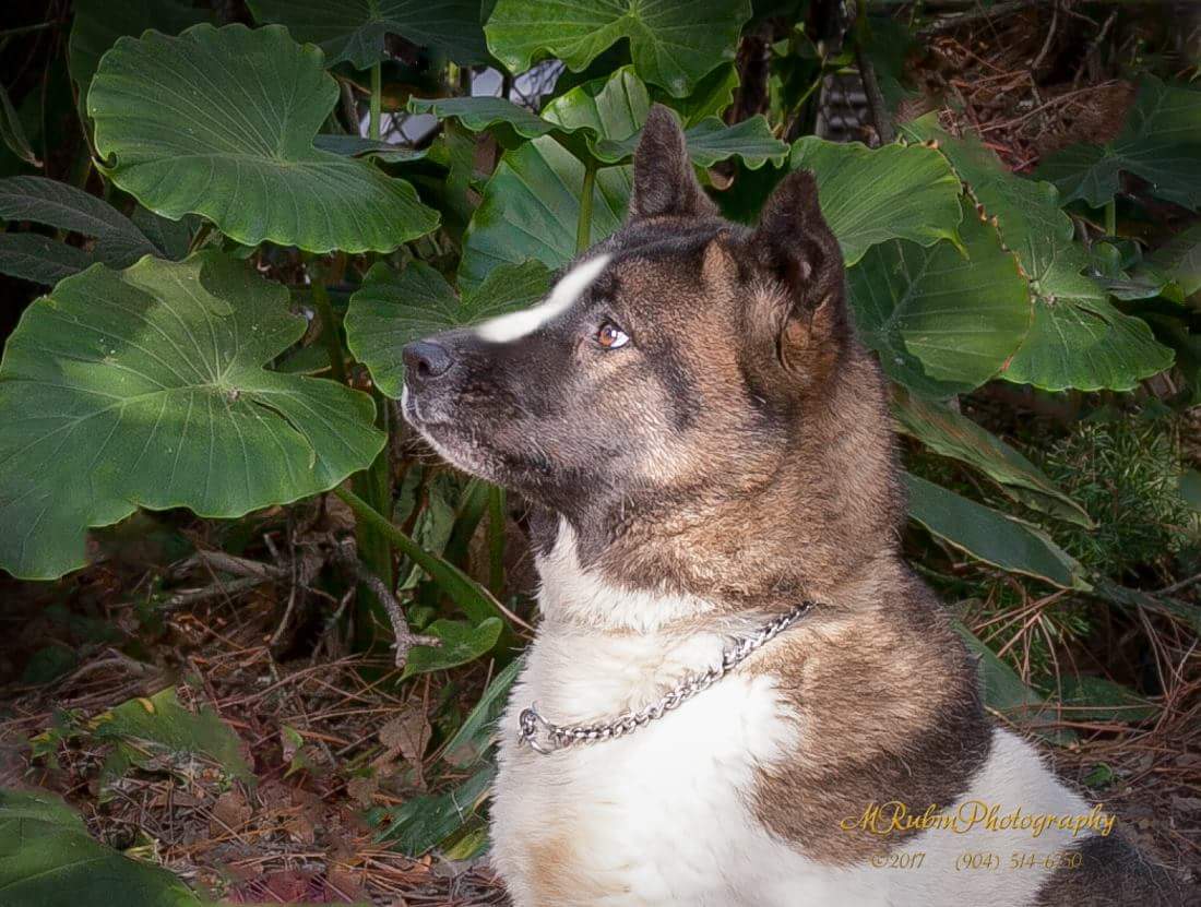 Myan, an adoptable Akita in Jacksonville, FL, 32207 | Photo Image 2