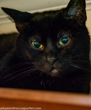 Violet, Adult Female unknown