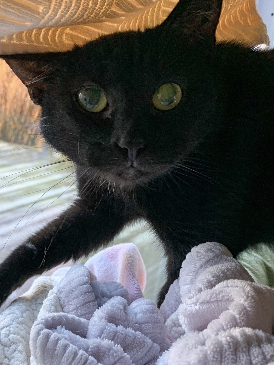 Violet, an adoptable Domestic Short Hair in Bensalem, PA, 19020 | Photo Image 2