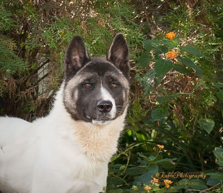 Wan, an adoptable Akita in Jacksonville, FL