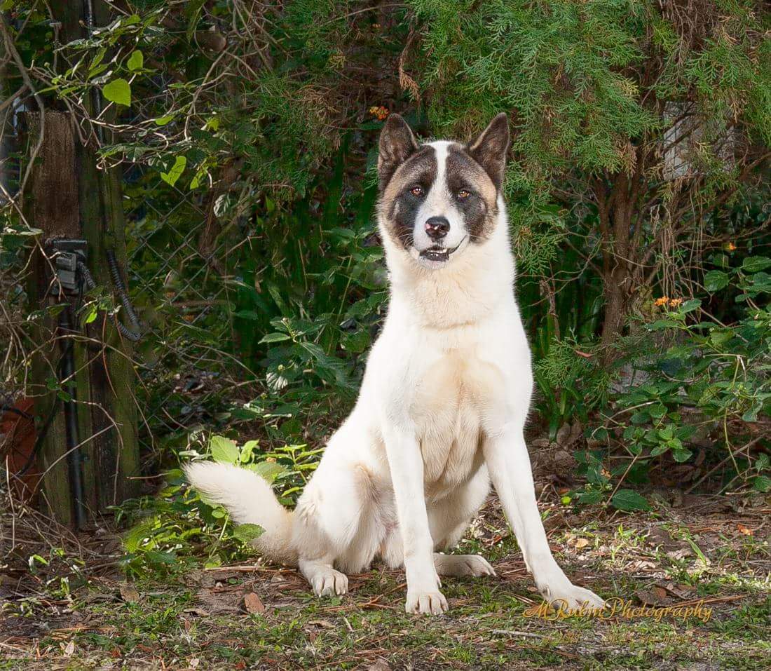 Shan, an adoptable Akita in Jacksonville, FL, 32207 | Photo Image 1